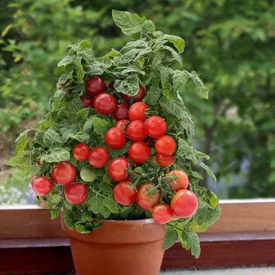 Помидоры Черри: лучшие низкорослые сорта для открытого грунта | Полезный  портал про сад-огород | Дзен