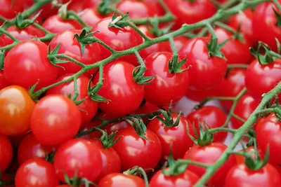 Лучшие сорта томатов черри, которые рекомендуют сами дачники | Томат черри,  Семена томата, Огород