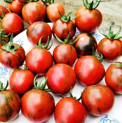 Самые лучшие и урожайные томаты-черри — обзор от агрофирмы «Поиск» —  Ботаничка
