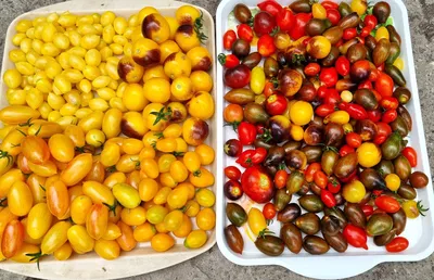 Самые сладкие и красивые томаты черри - обзор 10 сортов | Klumba-plus | Дзен
