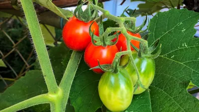 Обзор лучших сортов томатов для Таганрога и области