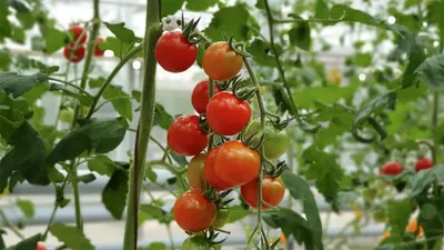 Как вырастить помидоры Черри в горшке?
