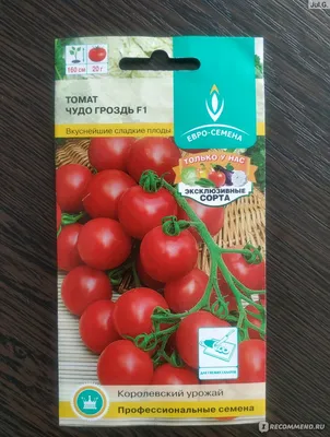 В БГСХА с начала года вывели 7 новых сортов сладкого перца и томатов |  MogilevNews | Новости Могилева и Могилевской области