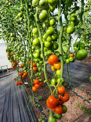 Какие помидоры черри посадить - самые сладкие сорта томатов черри - Главред