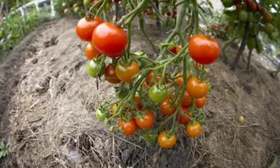 Сладкие сорта томатов. Сливовидные сорта и черри 2021 - YouTube