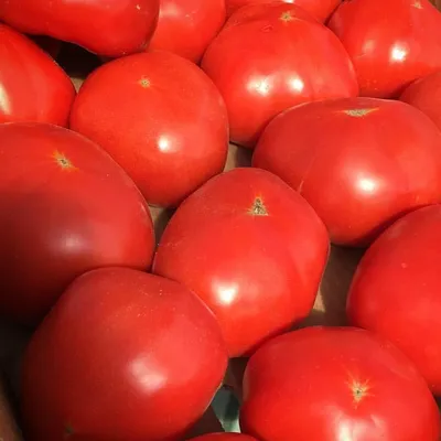 Дачникам назвали лучшие сорта томатов черри: сочные и сладкие, урожайность  — тысяча плодов с куста