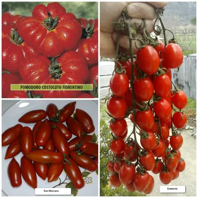 Семена Томат Чудо гроздь F1 Евро-Семена - «Мой самый любимый сорт томатов -  черри Чудо гроздь F1: красота, вкуснота и высокая урожайность. Каждый год  еле сдерживаюсь от соблазна засадить им все, что