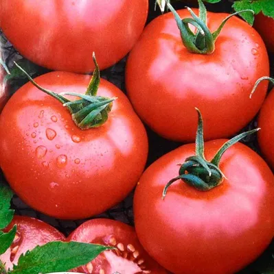Выбираем помидоры: 29 лучших сортов