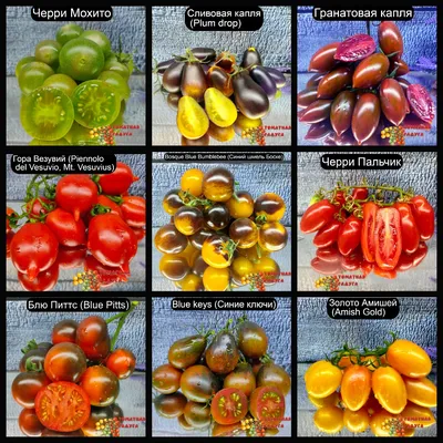 Итальянские сорта помидоров – Форум об Италии