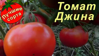 томат джина (поиск) 0,1гр купить в интернет-магазине, доставка по России