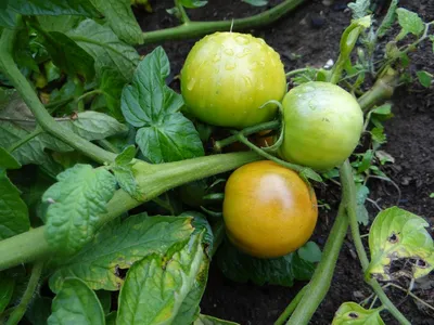 Семена томата Джина, 0,5кг: купить оптом, цена 1 026 ₴/упаковка - 7 Соток