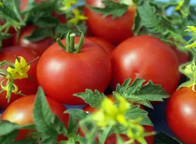 Купить Семена томат Джина (0,15 г) среднеранний среднерослый, For Hobby, TM  GL Seeds в Украине