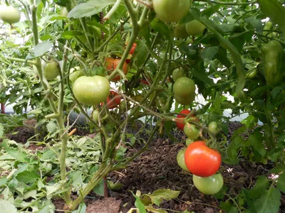 Рассада томатов Джина — купить в Красноярске. Овощи на интернет-аукционе  Au.ru