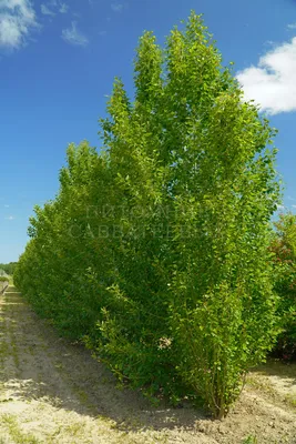 Тополь пирамидальный (Populus nigra) — купите саженцы в контейнере в  Краснодаре - Прекраснодар — садовый центр в Краснодаре