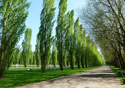 Тополь пирамидальный (Populus nigra) — купите саженцы в контейнере в  Краснодаре - Прекраснодар — садовый центр в Краснодаре