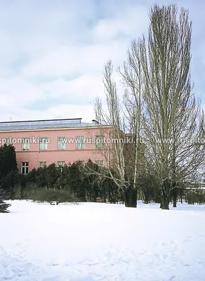 Тополь пирамидальный (Populus pyramidalis) — Азовский лесопитомник