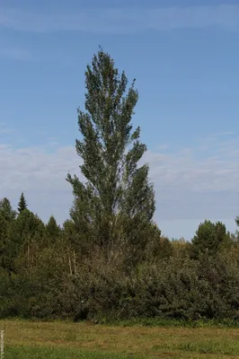 Тополь - виды и разновидности дерева, посадка и уход, фото тополя