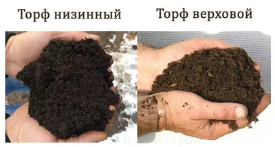 Торф верховой и низинный разница. В чем отличия? Что это?