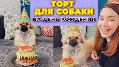 Торты для собак - Фотоотчет с празднования юбилея 🐕Севера!... | Facebook