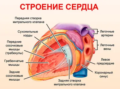 Трабекулы сердца: невероятные картины Леонардо да Винчи