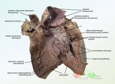 Анатомия сердца: Правый желудочек. Левый желудочек
