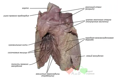 Анатомия сердца. Внутреннее строение левого желудочка (в картинках) |  Анатомия на отлично. Андрей Стрелков | Дзен