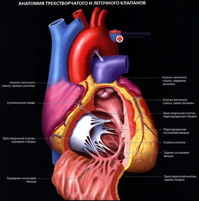 Анатомия сердца. Строение полости правого желудочка (в картинках) |  Анатомия на отлично. Андрей Стрелков | Дзен