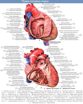 Анатомия для студентов медицинских ВУЗов (часть 2: Анатомия сердца) | Good  doctor | Дзен