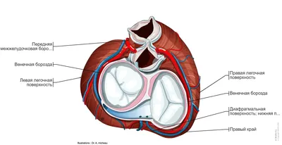Анатомия сердца и коронарных артерий : нормальная анатомия| e-Anatomy