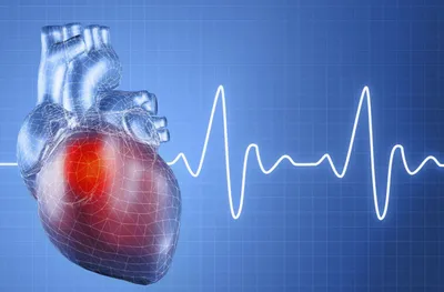 Анатомия сердца: Правый желудочек. Левый желудочек