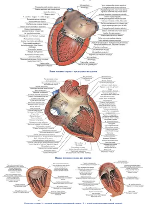 Сердце : нормальная анатомия | e-Anatomy