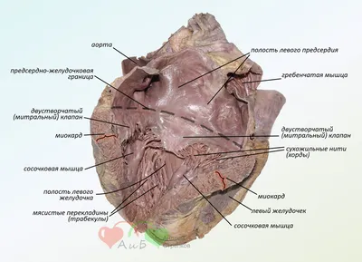 Анатомия сердца. Внутреннее строение левого желудочка (в картинках) |  Анатомия на отлично. Андрей Стрелков | Дзен