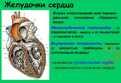 Перегородочно-краевая трабекула - e-Anatomy - IMAIOS