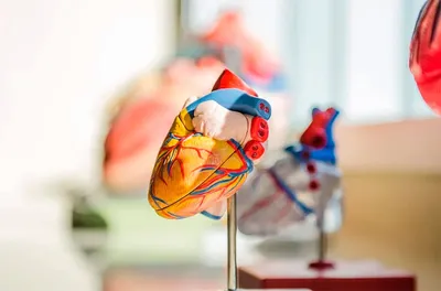 PDF) [Left-ventricular surface trabeculae of the interventricular septum in  the human fetal heart] | Андрей Якимов - Academia.edu