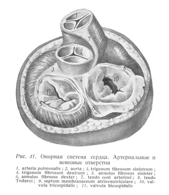 Анатомия сердца. Желудочковый комплекс. Правый желудочек и его  хирургические особенности. Левый желудочек и его хирургические особенности.  | ВКонтакте