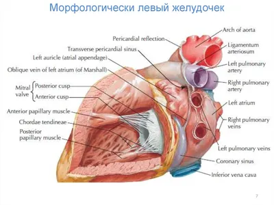 Анатомия Глаз Ирис Зрачок Хрусталик Клетчатка Зонула Зинн Трабекула Канал  Шлемма Сфинктер Расширитель Точная Очень Подробная И Реал — стоковые  фотографии и другие картинки Человеческое тело - iStock