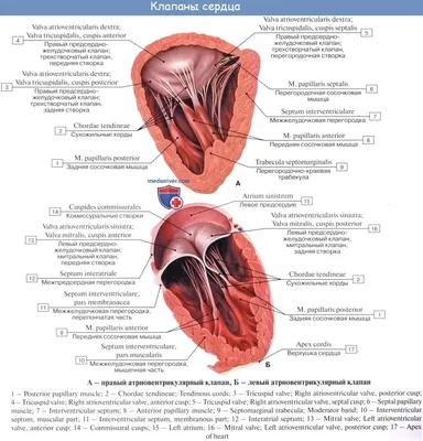 Анатомия для студентов медицинских ВУЗов (часть 2: Анатомия сердца) | Good  doctor | Дзен