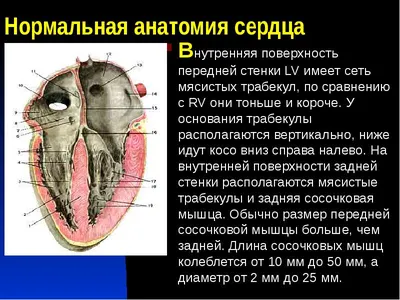 Квинг Плакат Кровеносная система анатомический 45х61см