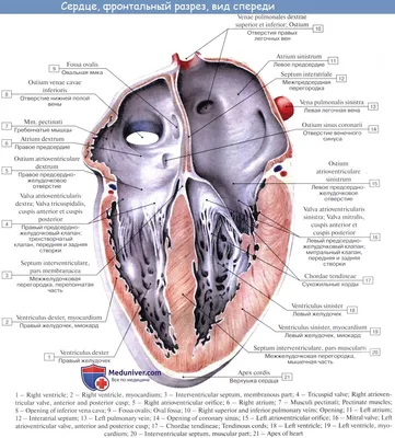 Анатомия сердца. Камеры, скелет и клапанный аппарат | ВКонтакте