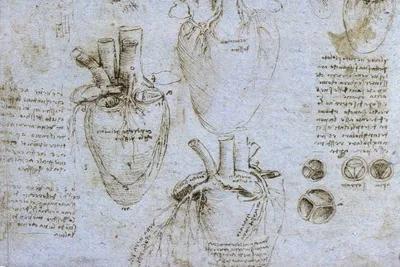 Полости сердца - Анатомия грудной клетки - Хирургическая анатомия грудной  клетки - Цікава інформація медичної спрямованості - Анатомія людини