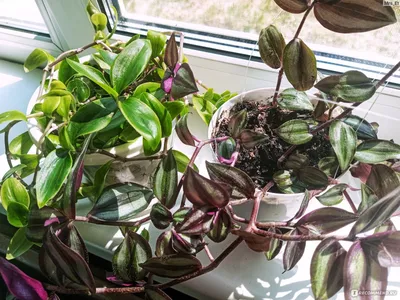 Одним из самых популярных и неприхотливых комнатных растений является  традесканция. Если верить приметам, она обладает мощными магическими… |  Instagram