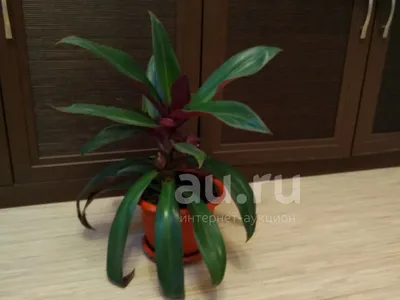 ТРАДЕСКАНЦИЯ Rainbow hill/ Радужный холм/ Mundula variegata #tradescantia -  YouTube