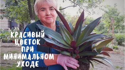 Народные приметы о комнатных цветах и растениях — Украина
