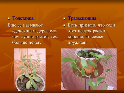 Традесканция: уход в домашних условиях, виды, размножение и выращивание  (100 фото) – Кошкин Дом