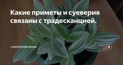 Традесканция: фото, уход, пересадка, виды, болезни и вредители