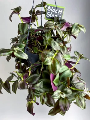 Традесканция приречная Tricolor \"Minima\" (Tradescantia Fluminensis Tricolor  \"Minima\")