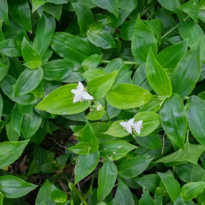 Традесканция приречная (Tradescantia fluminensis)