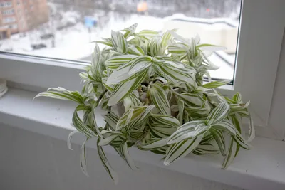 Традесканция Приречная (Tradescantia fluminensis)(Контейнер Р9)  (ID#1132924229), цена: 40 ₴, купить на Prom.ua