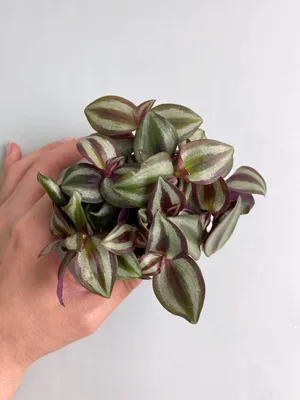 Традесканция зебрина (Tradescantia zebrina)