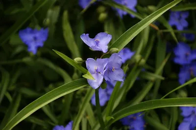 Саженцы Традесканция виргинская \"Tradescantia\" из питомника растений  Гринстрана купить по цене от 700 рублей | Описание, фото, доставка,  консультация — Гринстрана.ру